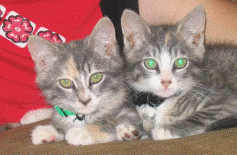 Kiwi and Rubix the Tortoise Shell Cat Twins
